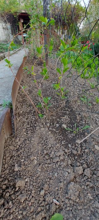 Лимонник Дальневосточный продам