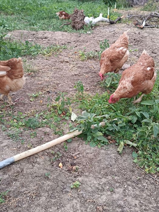 Продается куры ломан