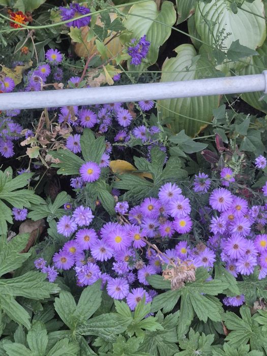 Продаю Цветы домашние