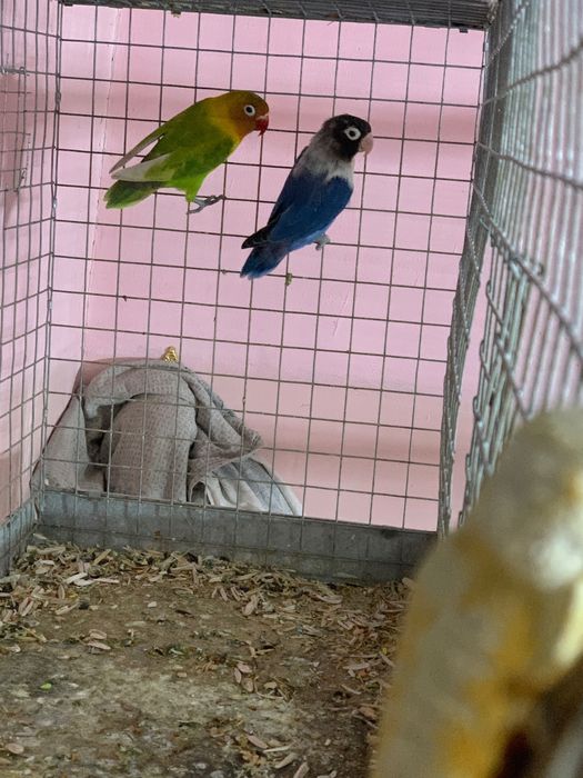 qushla sotilad nerazluchka para tayor