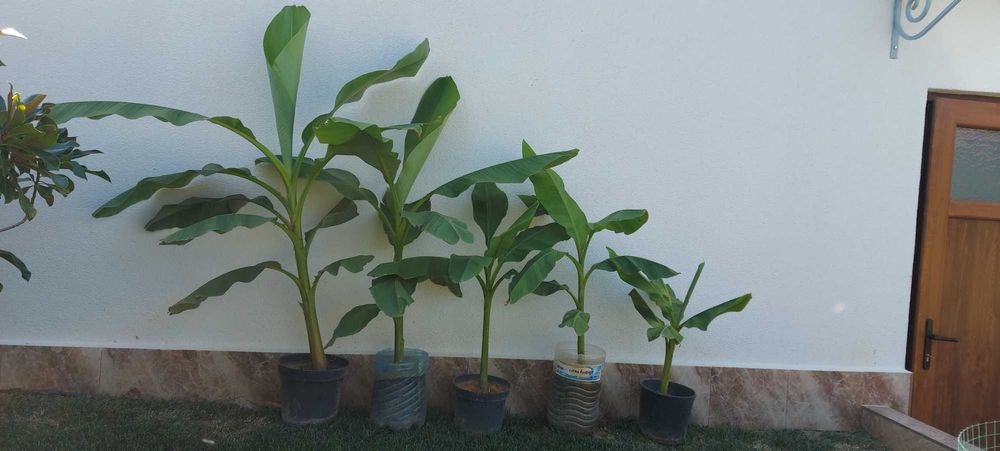 Студеноустойчиви Банани Муса Баджо