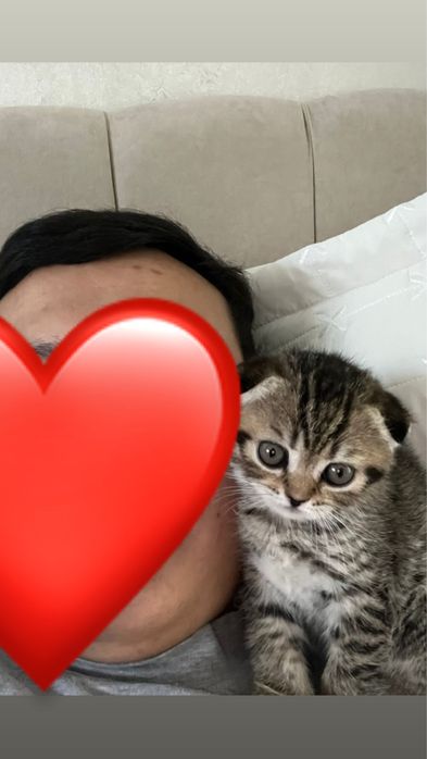 Продам котенка шотландскую