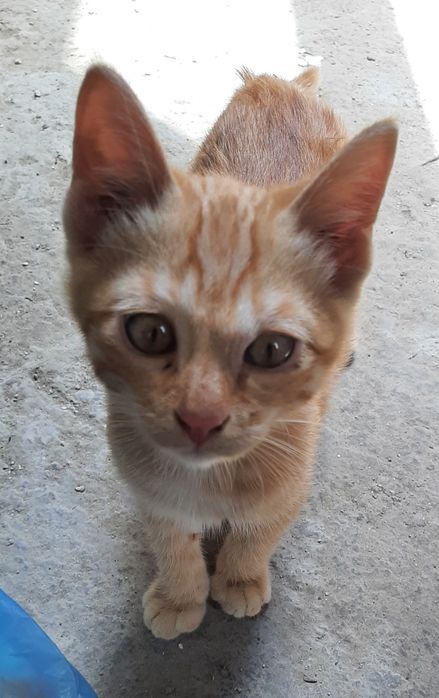 Отдаются котята даром
