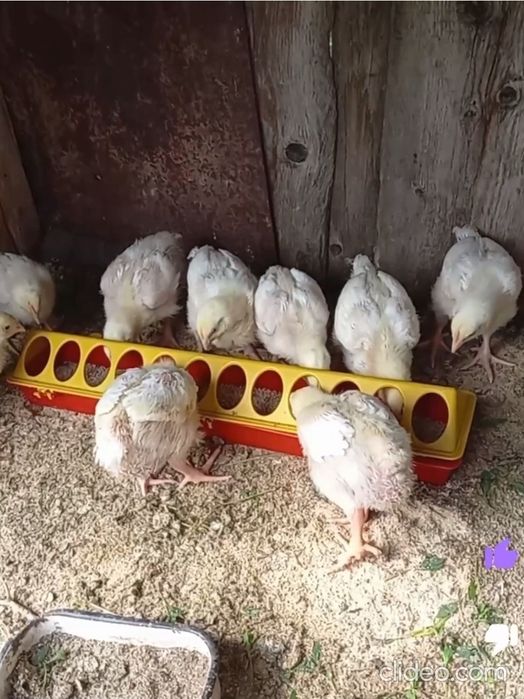 Кормушка для цыплят и перепел