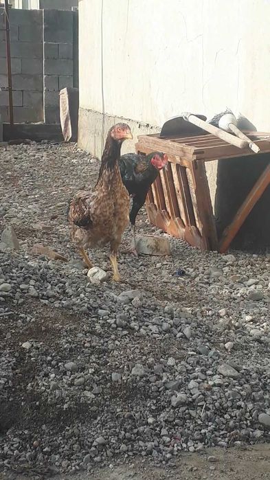 Дакандар срочно сатылады