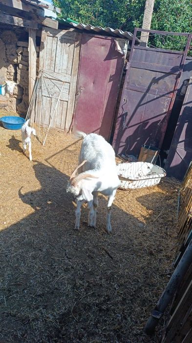 Ешкі 2 лағымен тез арада