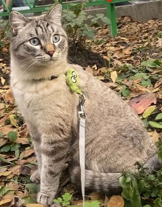 Пропал кот Алматы