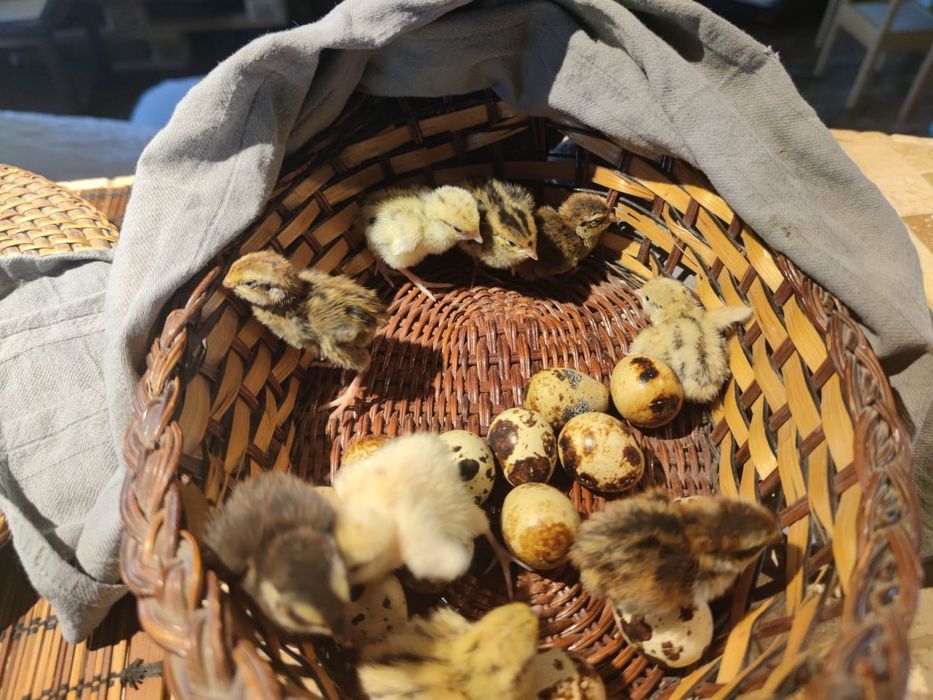 Pui de prepelita si oua prepelita pentru incubat