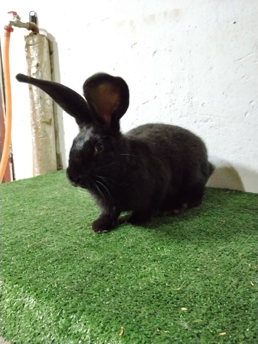 Femela fluture german