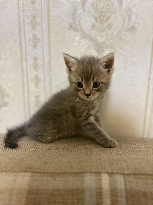 Mushuchala / Котяты
