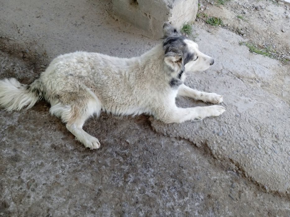 hatiko it kafolati bila