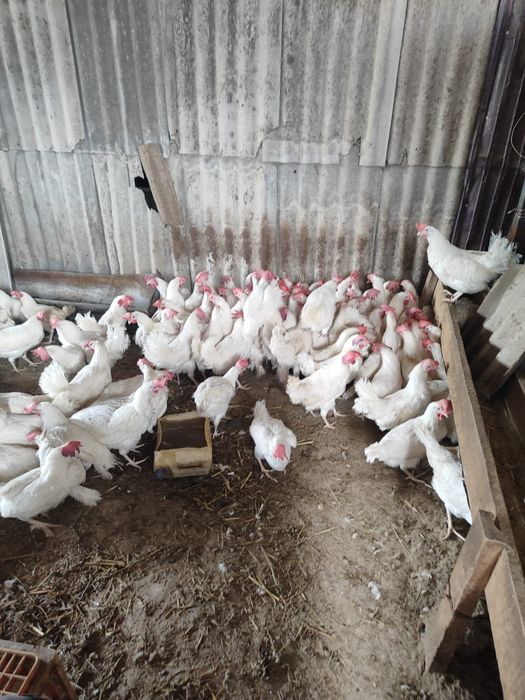 Куры несушки легорны