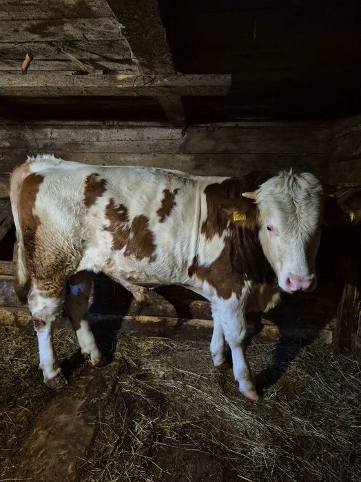 Vând vițel de 8 luni