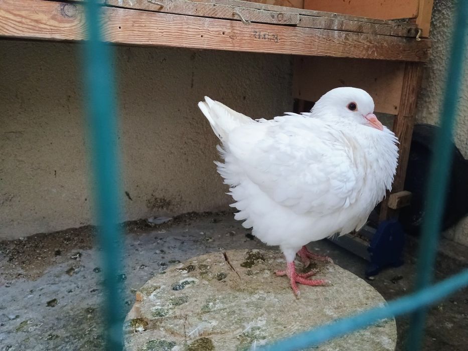 Гълъби чифт -Американски Кинг