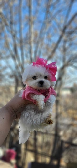 Корейские лупоглазые  мальтизе