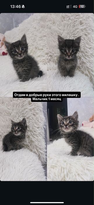 Отдам котенка в добрые руки