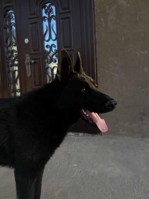 вязка. восточно европейская овчарка кобель