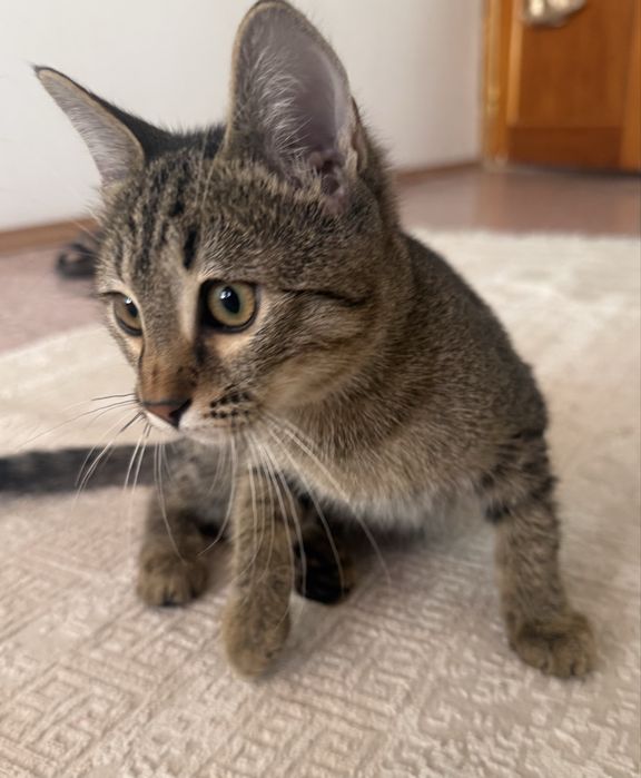 Отдам котенка 3 мес. Мальчик