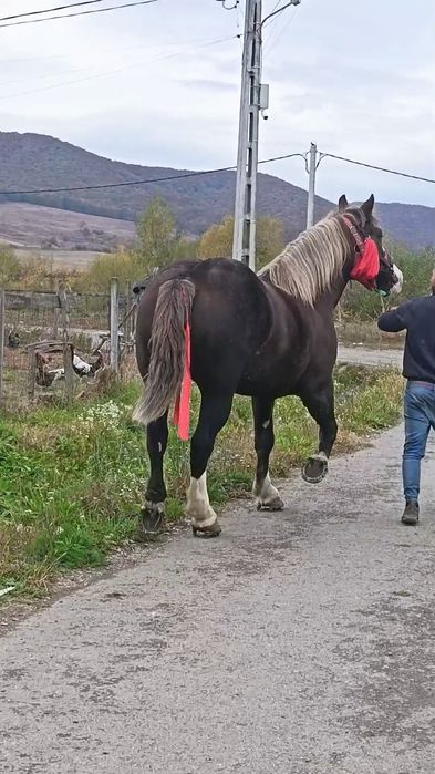 Cal de vânzare în vârstele de patru ani
