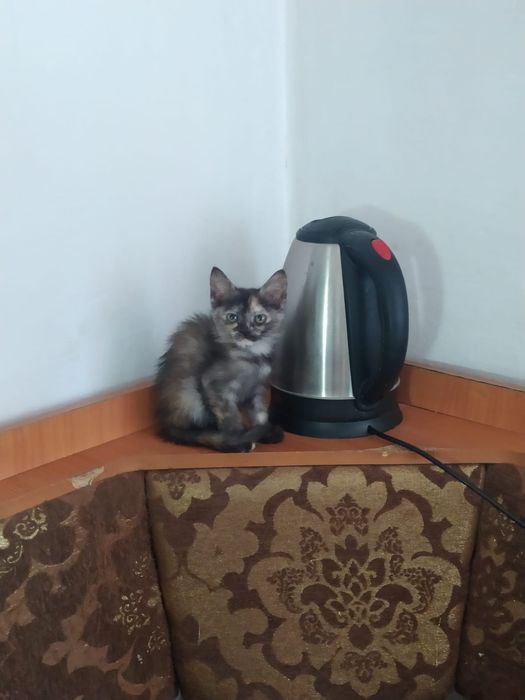 Отдам котят в добрые руки