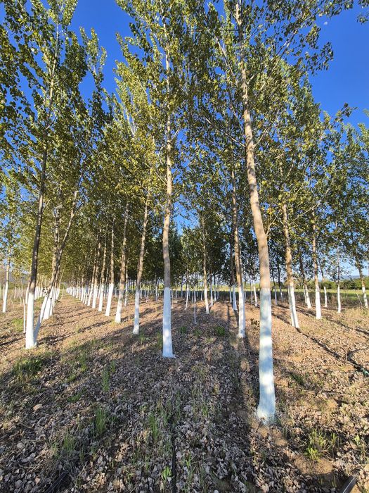 Продава се Земеделски имот в с. Копривлен, Област Благоевград -  кв.м за 3570 €/дка - Снимка #4
