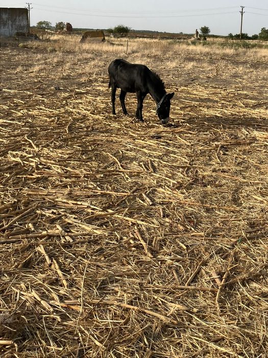 Vând doua măgărițe gestante și un măgar