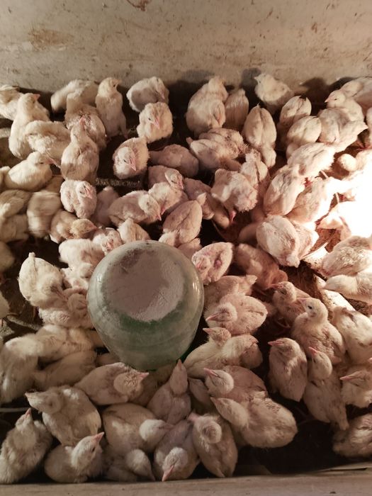 Продам бройлерный цеплять