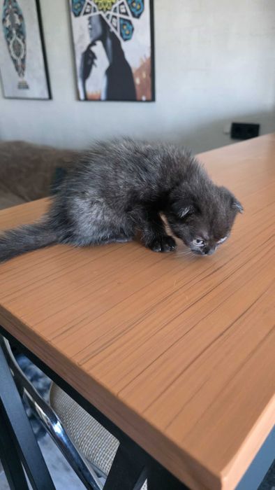 Котенок скотиш-фолд