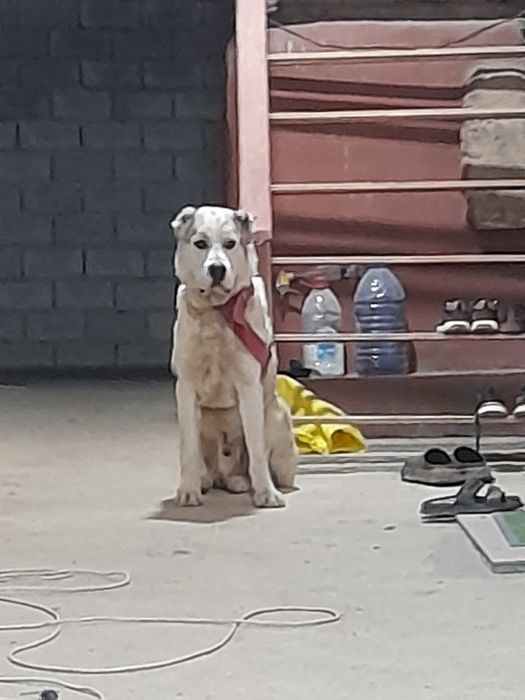 Тоза конли алабай сотилади ёши 1 ёш жуда акилли