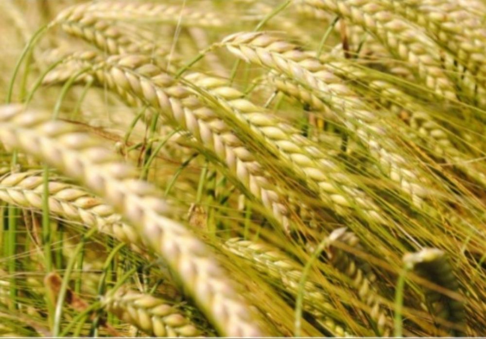 Samanta Certificata Mazare C1,Orzoaică C1,Ovaz  C1,Porumb, Floarea-soa