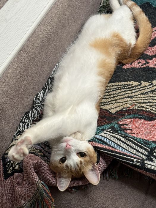 Кошка ищет добрые руки