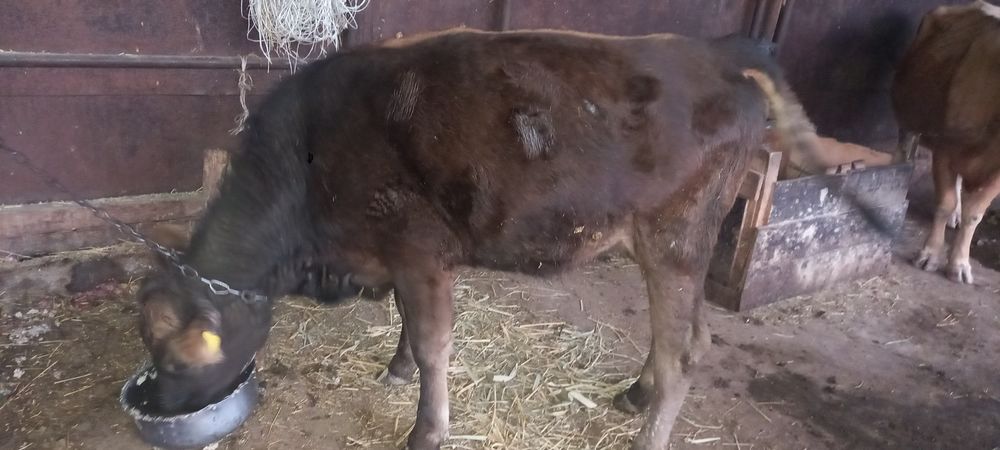 Алатауски кунажын