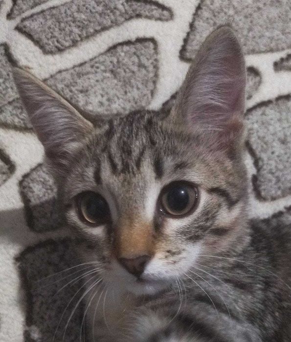 Отдадим котят в добрые руки