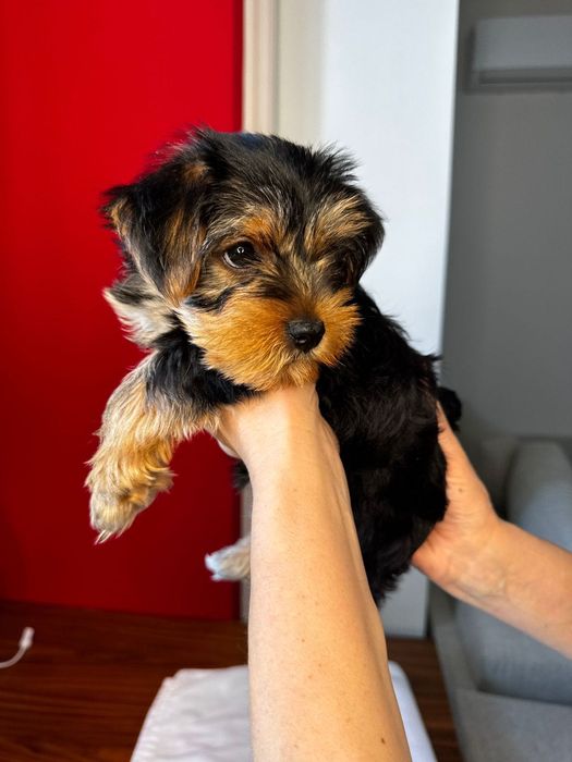 Щенки Йоркширский терьер