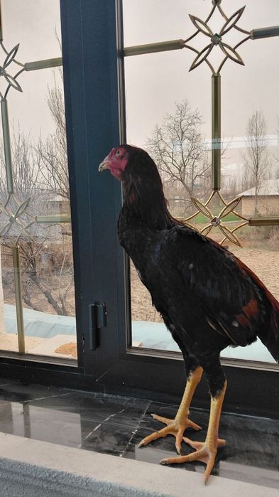 Kulangi xuroz sotiladi