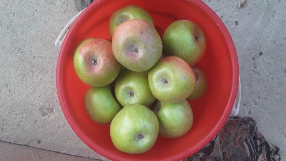 olma goldin olma kripson