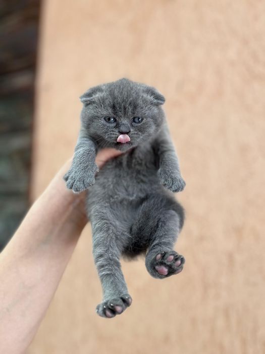 Scottish Fold blue