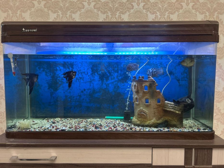 Продам аквариум с оборудованием и рыбками