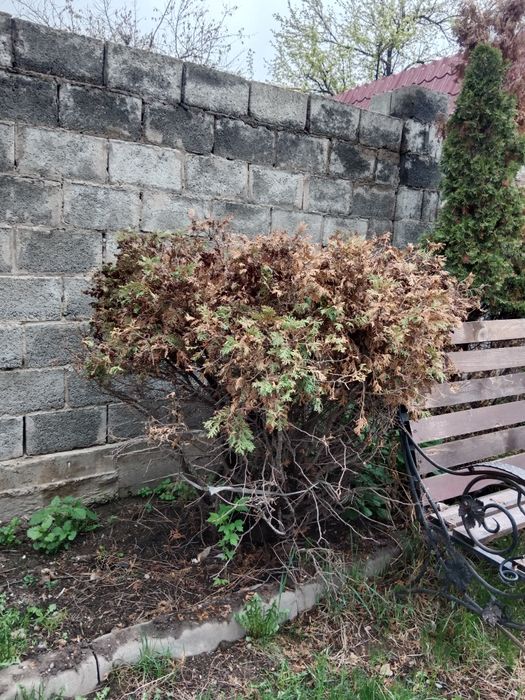 Туя продам или обмен