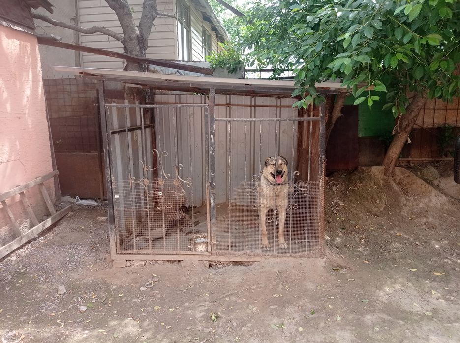 Вольер для собак