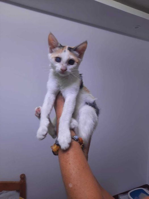 Подаряваме женско коте