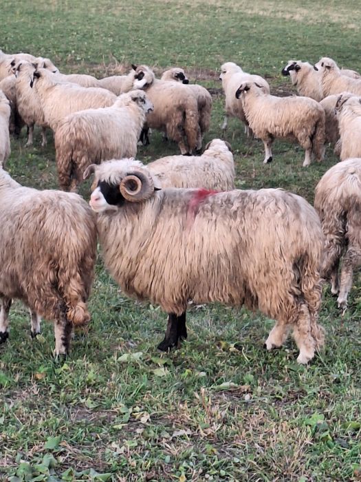 Vănd berbec breaz cu nasu alb