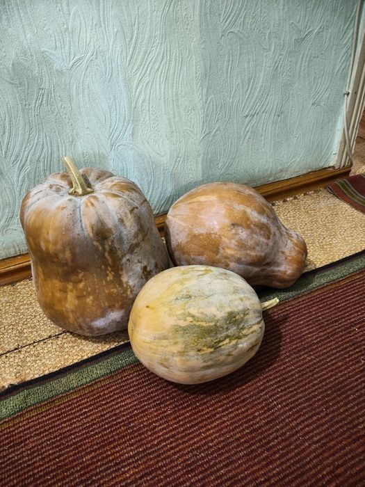 Продам тыкву недорого