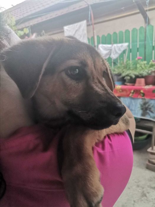 Ofer spre adopție un cățel