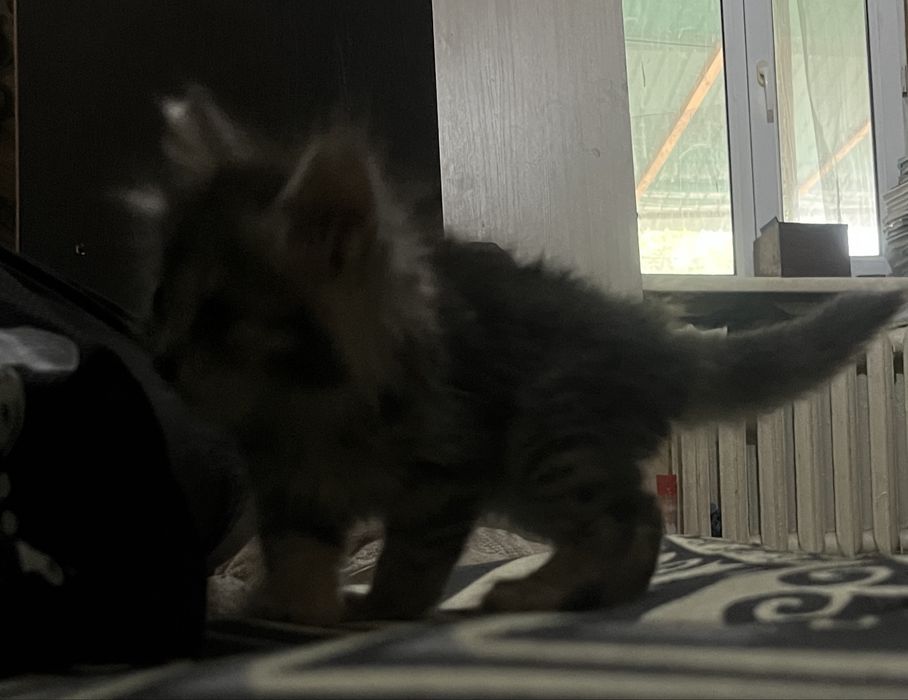 Котёнок девуш ка