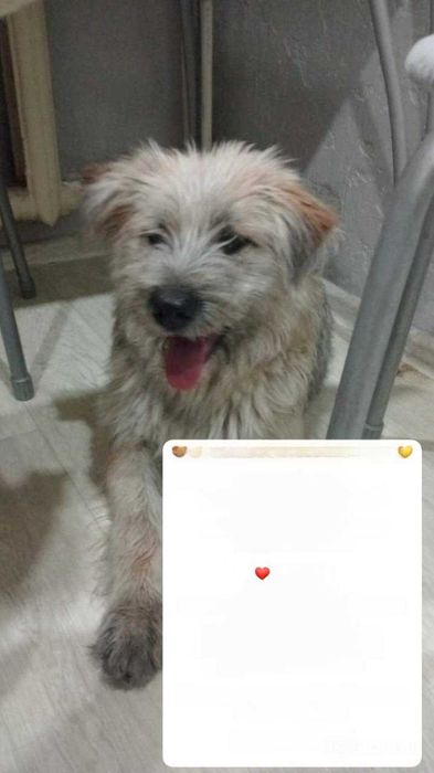 Собачка ищет заботливых хозяев