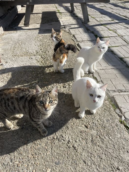 Подарявам котета