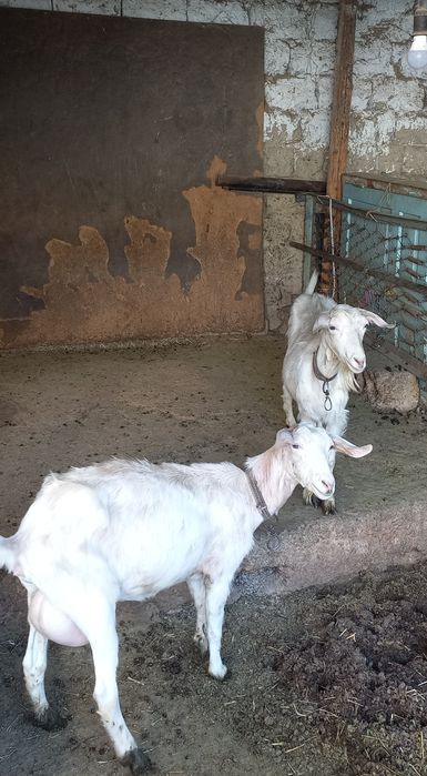 Хакикий зотдор эчкилар