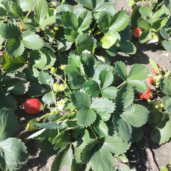 Рассада клубники