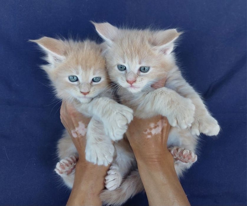 Котята Мейн-кун из Питомника в Рассрочку!